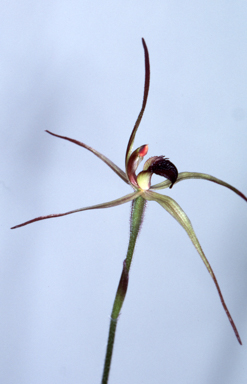 APII jpeg image of Caladenia orestes  © contact APII