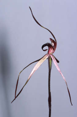 APII jpeg image of Caladenia reticulata  © contact APII