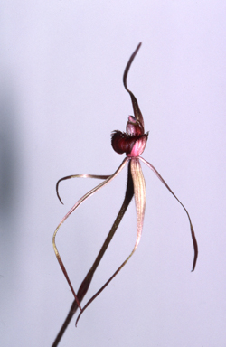 APII jpeg image of Caladenia reticulata  © contact APII