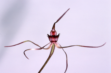 APII jpeg image of Caladenia reticulata  © contact APII