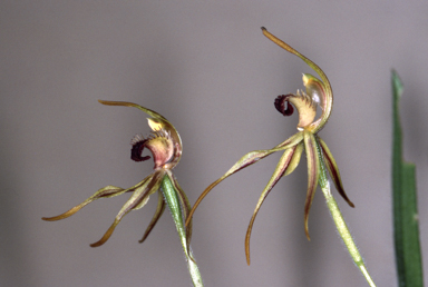 APII jpeg image of Caladenia longiclavata  © contact APII