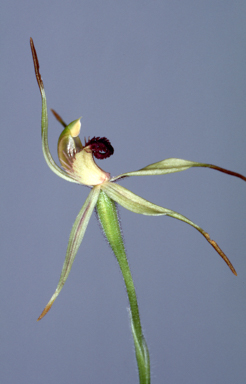 APII jpeg image of Caladenia magniclavata  © contact APII