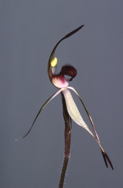 APII jpeg image of Caladenia montana  © contact APII