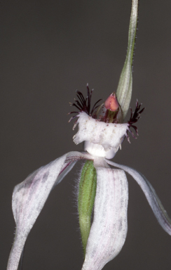 APII jpeg image of Caladenia longicauda subsp. eminens  © contact APII