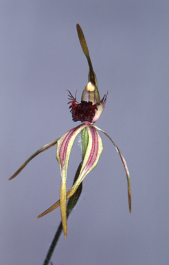 APII jpeg image of Arachnorchis longiclavata  © contact APII