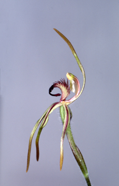 APII jpeg image of Arachnorchis longiclavata  © contact APII