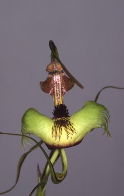 APII jpeg image of Caladenia lobata  © contact APII