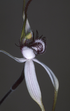 APII jpeg image of Caladenia longicauda subsp. borealis  © contact APII