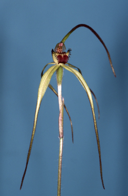 APII jpeg image of Caladenia patersonii  © contact APII