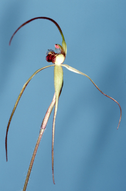 APII jpeg image of Caladenia patersonii  © contact APII
