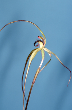 APII jpeg image of Caladenia patersonii  © contact APII