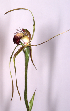 APII jpeg image of Caladenia pectinata  © contact APII