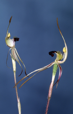 APII jpeg image of Caladenia phaeoclavia  © contact APII