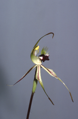 APII jpeg image of Caladenia phaeoclavia  © contact APII