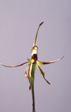 APII jpeg image of Caladenia plicata  © contact APII