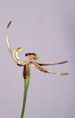 APII jpeg image of Caladenia plicata  © contact APII