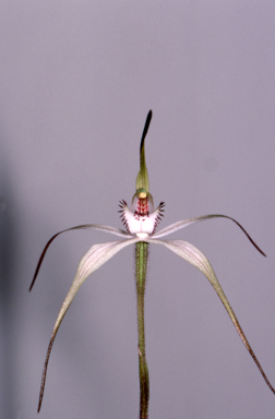 APII jpeg image of Caladenia saggicola  © contact APII