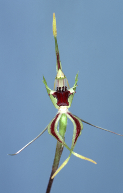 APII jpeg image of Caladenia verrucosa  © contact APII