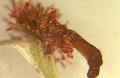 APII jpeg image of Arthrochilus irritabilis  © contact APII