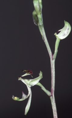 APII jpeg image of Arthrochilus irritabilis  © contact APII