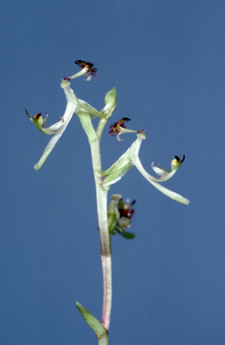 APII jpeg image of Arthrochilus irritabilis  © contact APII