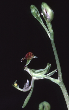 APII jpeg image of Arthrochilus latipes  © contact APII