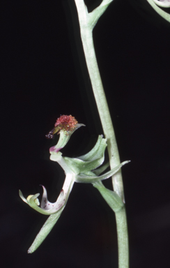 APII jpeg image of Arthrochilus latipes  © contact APII