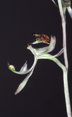 APII jpeg image of Arthrochilus oreophilus  © contact APII
