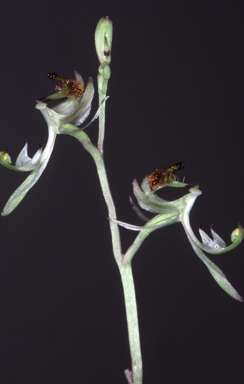 APII jpeg image of Arthrochilus oreophilus  © contact APII