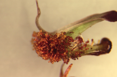 APII jpeg image of Arthrochilus oreophilus  © contact APII