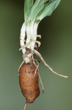 APII jpeg image of Arthrochilus prolixus  © contact APII