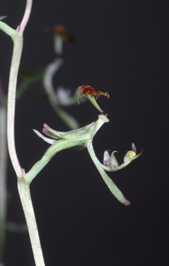 APII jpeg image of Arthrochilus stenophyllus  © contact APII