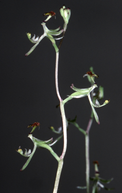 APII jpeg image of Arthrochilus stenophyllus  © contact APII