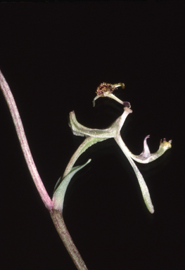 APII jpeg image of Arthrochilus  © contact APII