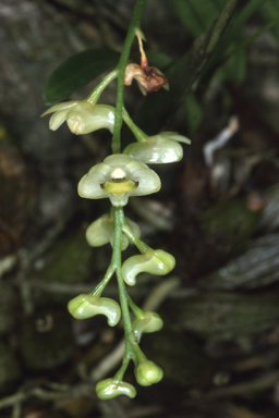 APII jpeg image of Australorchis eungellensis  © contact APII