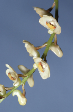 APII jpeg image of Australorchis eungellensis  © contact APII