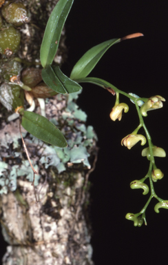 APII jpeg image of Dendrobium schneiderae  © contact APII