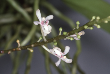 APII jpeg image of Brachypeza archytas  © contact APII