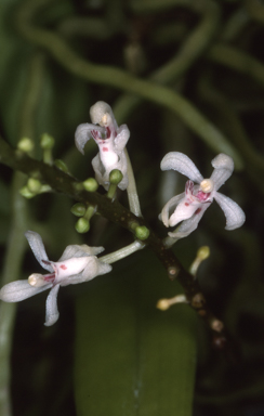 APII jpeg image of Brachypeza archytas  © contact APII