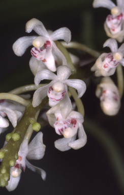 APII jpeg image of Brachypeza archytas  © contact APII