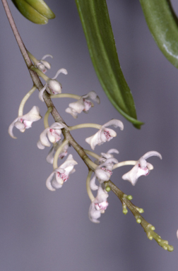 APII jpeg image of Brachypeza archytas  © contact APII