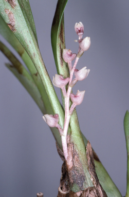 APII jpeg image of Eria queenslandica  © contact APII