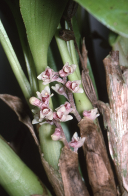 APII jpeg image of Bryobium queenslandicum  © contact APII