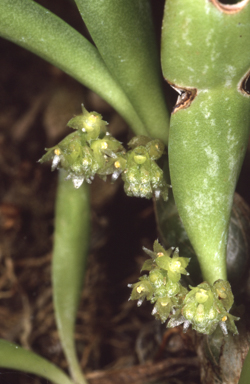 APII jpeg image of Eria retusa  © contact APII