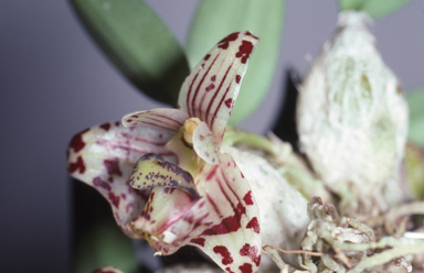 APII jpeg image of Spilorchis weinthalii  © contact APII