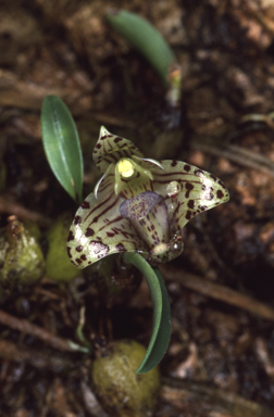 APII jpeg image of Bulbophyllum weinthalii subsp. striatum  © contact APII