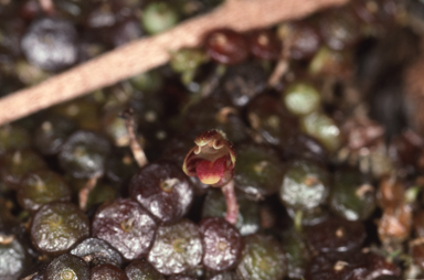 APII jpeg image of Bulbophyllum minutissimum  © contact APII