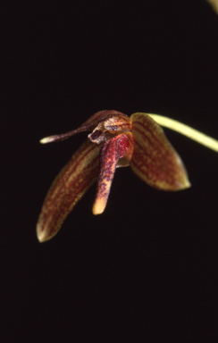 APII jpeg image of Bulbophyllum johnsonii  © contact APII