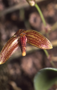 APII jpeg image of Bulbophyllum johnsonii  © contact APII