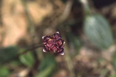 APII jpeg image of Bulbophyllum evasum  © contact APII